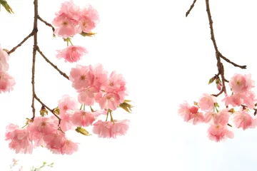 Tuinposter 八重桜 © naname21