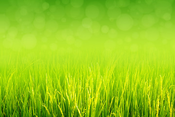 Lush green grass grow in field at spring or summer