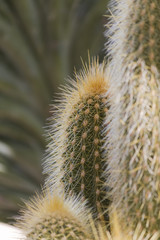 succulent plant in the garden