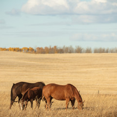 Fototapeta premium horse