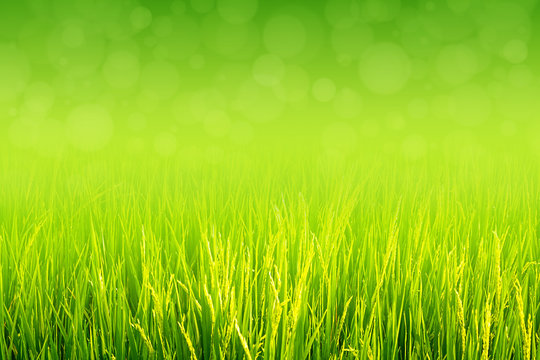 Lush green grass grow in field at spring or summer - Powered by Adobe