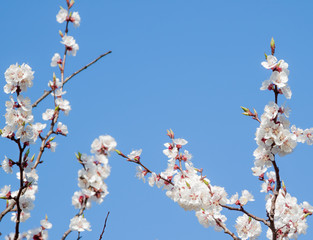 white spring apricot flowers
