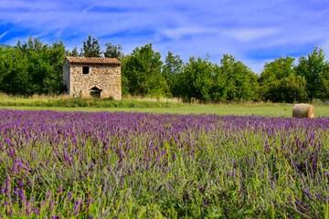 Small stone house among the lavender fields of Provence, France