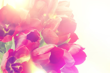 Panele Szklane Podświetlane  Obraz retro tulipany