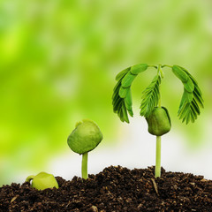 plant seedling