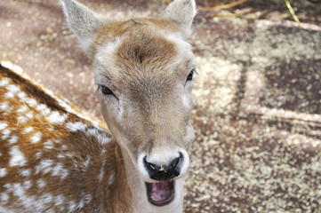 Fototapeta premium reindeer