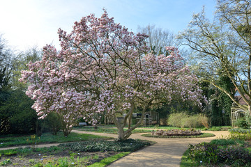 magnolia tree in park