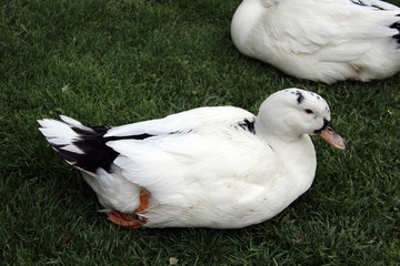 white duck