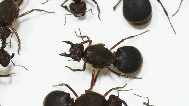 Atta Queen winged ants commonly found in June in South America.