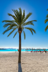 Naklejka premium Platja de Alcudia beach in Mallorca Majorca