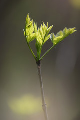 Young foliage on twig
