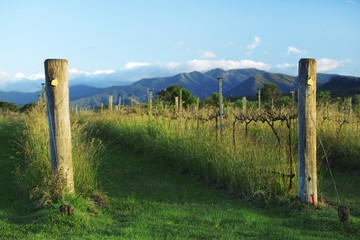Fototapeta premium Vineyard in Kooroomba, Queensland in the afternoon.