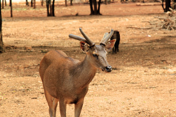 Buck at the tiger temple in Thailand