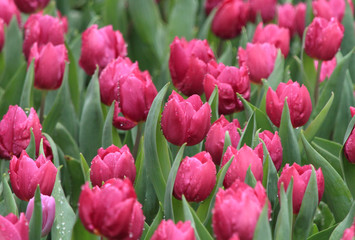 Obraz premium purple tulips in a flower field after rain