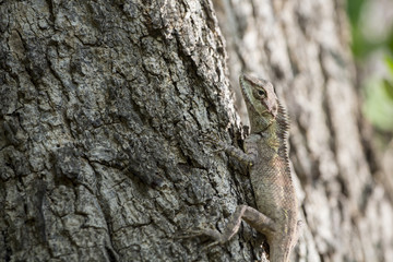 lizard