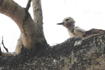 White tern chick sitting on a branch.