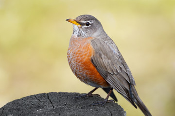 American Robin