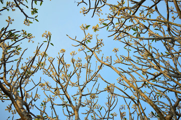 plumeria