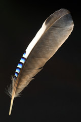 Secondary projection feather of Eurasian jay 