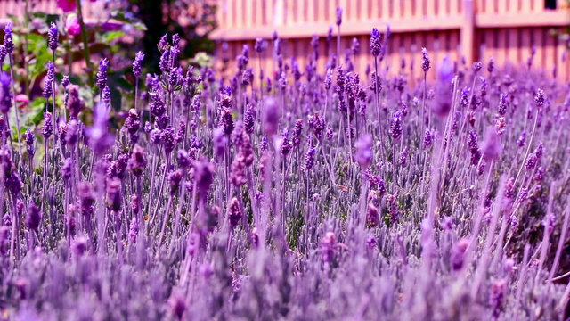 flowers lavender color violet wall background beautiful pattern