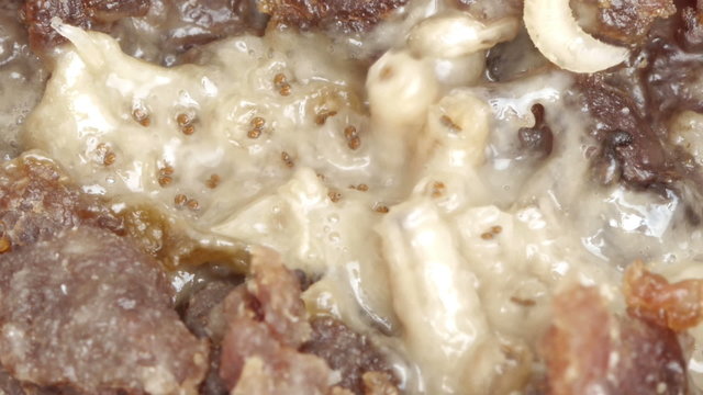Blow Fly Larvae on Rotten Beef. Close Up