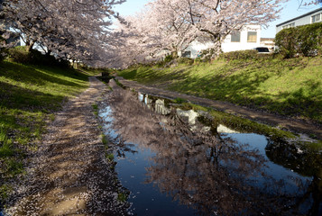 Fototapeta na wymiar 桜と小川