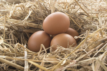 Macro shoot of brown eggs at hay nest in chicken farm
