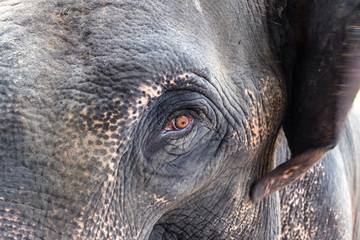 elephant eye