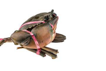 Raw Crab isolated on white background