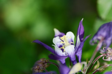 オダマキのアップ