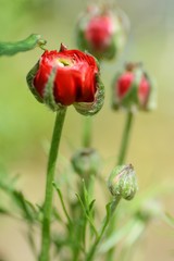 ラナンキュラスの蕾