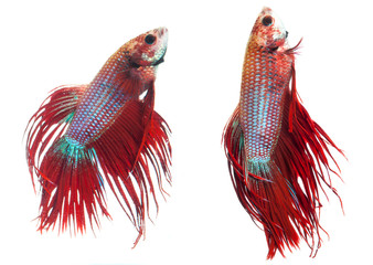 Red crown tail siamese fighting fish, betta splendens.