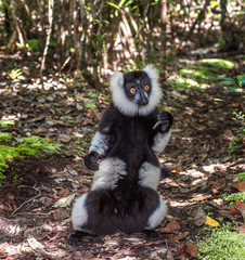 Black-and-white ruffed lemur of Madagascar