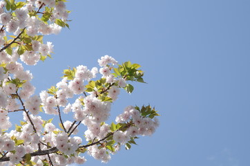 満開の八重桜