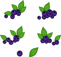 Vector blueberry