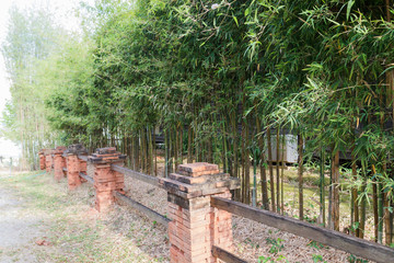 Fototapeta na wymiar row of bamboo tree