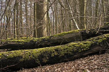 Old fallen trees