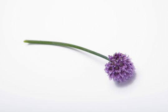 Chives with flower isolated on white background