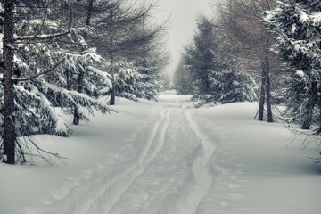 Vintage winter forest