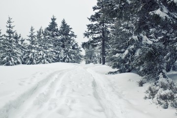 Vintage winter forest