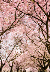 Blütentraum im Frühling: Kronen Japanischer Kirschblüten :)