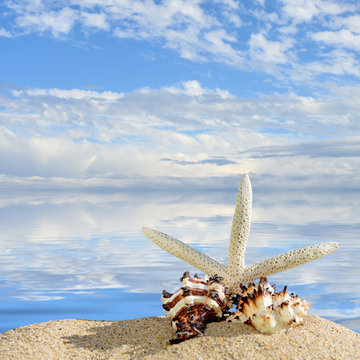 Beach background.Seashells and starfish