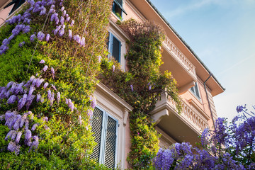 Fototapeta na wymiar Italian architecture of Pisa city with purple lilac bushes