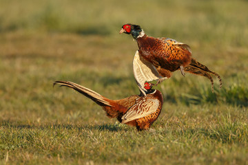 Pheasant males are fighting in during mating season