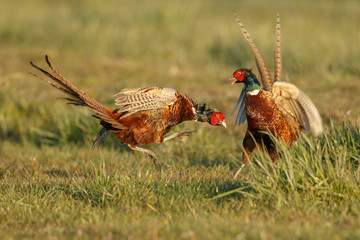 Pheasant males are fighting in during mating season