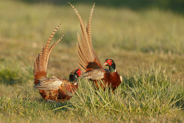 Pheasant males are fighting in during mating season