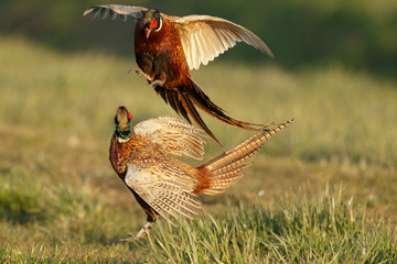 Pheasant males are fighting in during mating season - obrazy, fototapety, plakaty