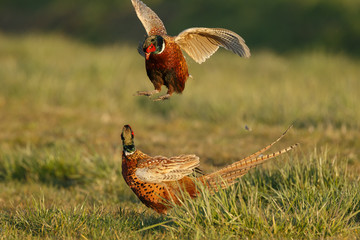 Pheasant males are fighting in during mating season