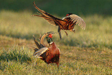 Pheasant males are fighting in during mating season