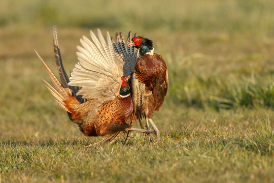 Pheasant males are fighting in during mating season